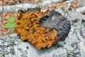 1 Pound Pure NH Wild Harvested Chaga. Chunks or Unprocessed Chaga. Pure Chaga Mushroom. Chaga Tea. Chaga Mushroom Tea. Birch Tree Fungi.